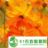 硫化菊種子怎么賣的一般