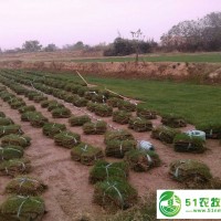 江蘇句容草坪**/天堂419草坪/黑麥草草坪/馬尼拉草坪/歡迎大家來選購??！