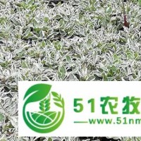 湖南道路立體花壇公司 浙江拓春園藝供應