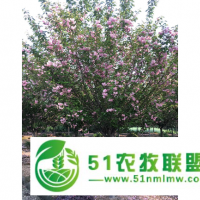 香泡米徑21-25公分 創(chuàng)造輝煌 成都卉美園林工程供應