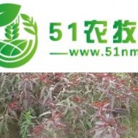 2-3公分紅葉碧桃樹苗**促銷