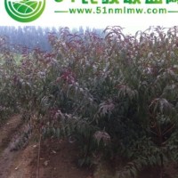 供應(yīng)紅葉碧桃 山東紅葉碧桃價格 紅葉碧桃樹苗