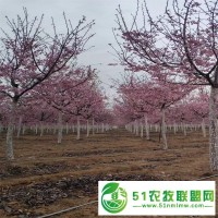 8-15公分日本櫻花 山東櫻花繁育基地