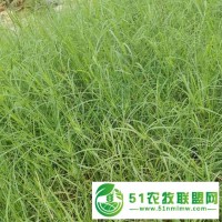 貴州貴陽(yáng)狗牙根種子護(hù)坡固土草籽耐踐踏草坪百慕大草種批發(fā)