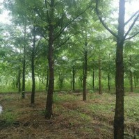 成都水杉基地5-15公分高桿水杉揮淚大甩賣價格低