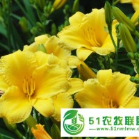 宿根花卉批發(fā)價格