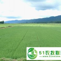出租轉(zhuǎn)讓耕地，水田，草原