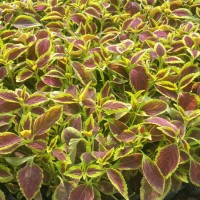 山東青州彩葉草批發(fā)價格河北天津北京內(nèi)蒙古