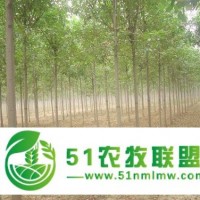 河北18公分速生白蠟