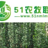 青州市向陽花卉苗木合作社*供應(yīng)北海道黃楊