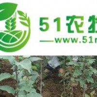 玉蘭嫁接工人.玉蘭嫁接隊伍.玉蘭嫁接.玉蘭小苗嫁接