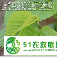 新鮮桑葉 桑樹苗 蠶寶寶食物*新鮮 當天采摘發(fā)貨