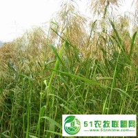 大量供應(yīng)蒲草，蘆葦苗，荷花苗，香蒲苗