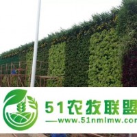 株洲植物墻綠化｜株洲植物墻景觀廠家｜株洲植物墻景觀工程