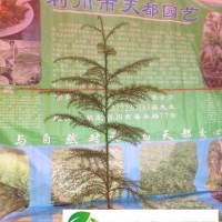 湖北柳杉苗/柳杉樹/利川信都基地**/物美**，適合造林、人造森林公園、森林城市