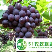 供應(yīng)吉林出售葡萄苗，黑龍江貝達(dá)苗，內(nèi)蒙沙果樹苗