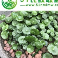 無土栽培陶粒 水培蔬菜無土栽培