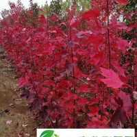 美國紅楓的價格-振洋苗木(在線咨詢)-美國紅楓