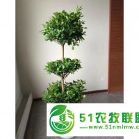 寧波別墅庭院綠化養(yǎng)護服務平臺 浙江暗香園林供應