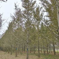 哪有銀杏 銀杏樹現(xiàn)在價格