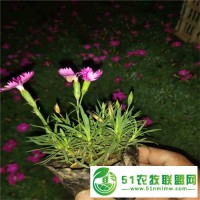 歐石竹花海效果 歐石竹盆苗圖片 景觀綠化用歐石竹