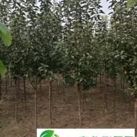 海棠4-10公分、金葉復(fù)葉槭4-8公分、國(guó)槐小苗、紫葉稠李4-10公分15萬(wàn)棵