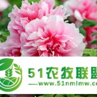 觀賞牡丹 牡丹苗