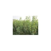 河北櫻桃苗、石家莊櫻桃苗、贊皇櫻桃苗、鮑家灘櫻桃苗、滿山紅苗木批發(fā)