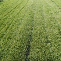 早熟禾草坪種子現(xiàn)在咨詢