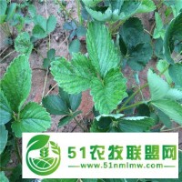 全*草莓苗繁育基地 全*草莓苗產量