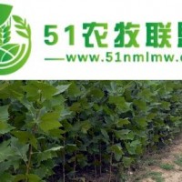 供應(yīng)山東法桐樹苗1-2公分法桐小苗