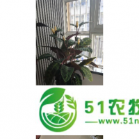 企業(yè)綠植租賃收費(fèi) 創(chuàng)造輝煌 江陰楚天園林綠化工程供應(yīng)