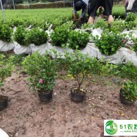 供應浙江夏鵑小苗 夏鵑容器苗-八方資源網(wǎng)