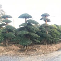 湖北京山對節(jié)白蠟小苗