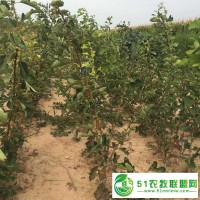 供應(yīng)山楂樹(shù)苗、4公分粗到8公分粗的山楂樹(shù)