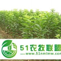 大櫻桃苗 新品種大櫻桃樹苗 大櫻桃樹苗價格多少