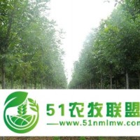 濟(jì)寧18公分速生白蠟