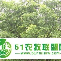 花梨木 紅豆樹 鄂西紅豆 藍花楹 樂昌含笑 辛夷紫玉蘭種子