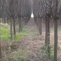 西藏拉薩千畝紅葉李苗木基地批發(fā)出售價(jià)格行情