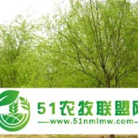 遼寧沈陽 銷售 金絲垂柳銷售