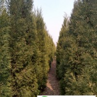 蜀檜小苗，蜀檜種植基地，蜀檜批發(fā)，