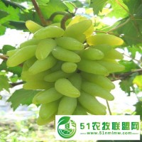 蕭縣老百姓家庭農(nóng)場(chǎng)供應(yīng)**金手指葡萄苗