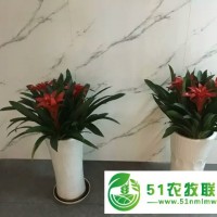 室內(nèi)花卉租賃公司 室內(nèi)綠植養(yǎng)護(hù)公司