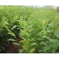 供應(yīng)山東**榆葉梅樹苗|山東**榆葉梅樹苗|價格較低，誠信為本