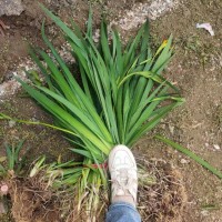 濱州大量出售黃菖蒲批發(fā)