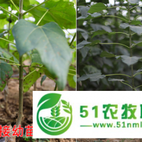 保定家鄉(xiāng)楸樹成活率高 歡迎咨詢 萊陽市綠森苗木種植供應(yīng)