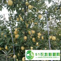 新疆早熟蘋果苗批發(fā)