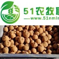 魔芋種子，魔芋種子批發(fā)