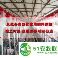 豬用料線 豬場*自動喂料設(shè)備 自動化養(yǎng)豬設(shè)備定制 永高農(nóng)牧