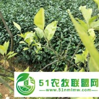 柑橘黃化用中草藥管理*轉(zhuǎn)綠恢復(fù)樹勢